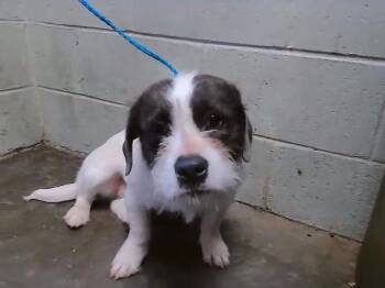 Giant Schnauzer Dogs Available for Adoption - ESTRA | PetCurious