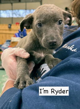 Rescue Mixed Breed Dogs for Adoption in Gilberts, Illinois - RYDER | PetCurious