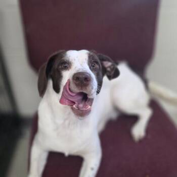 Sutton -  Terrier and Mixed Breed Dog for Adoption in Burlington, Iowa - Sutton | PetCurious