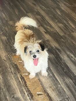 Rescue Terrier Dogs for Adoption in Shelbyville, Tennessee - Butch | PetCurious