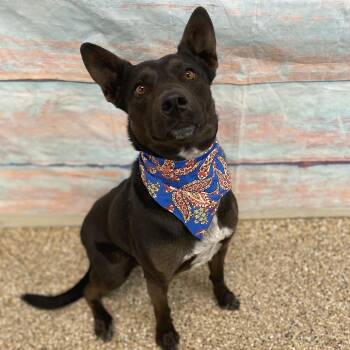 Mixed Breed Dogs Available for Adoption in Cheyenne, Wyoming - Asher | PetCurious