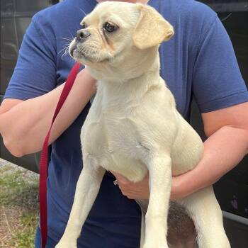 CHANNEL -  Pug Dog for Adoption in Graham, Washington - CHANNEL | PetCurious