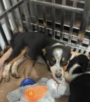 Pinto -  Australian Shepherd and Australian Cattle Dog Blue Heeler Dog for Adoption in Munfordville, Kentucky - Pinto | PetCurious
