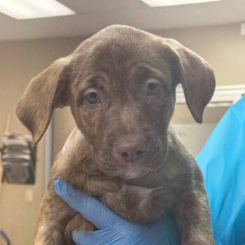 German Shepherd Dog and Pit Bull Terrier Dogs Available for Adoption - Lynda Weathers/Kiwi | PetCurious