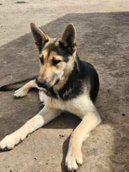 Rescue German Shepherd Dog and Husky Dogs for Adoption in Missoula, Montana - Alaric | PetCurious