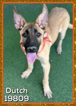 DUTCH -  Belgian Shepherd Malinois Dog for Adoption in Marietta, Georgia - DUTCH | PetCurious