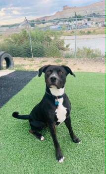 Hank -  Pit Bull Terrier and Mixed Breed Dog for Adoption in Green River, Wyoming - Hank | PetCurious