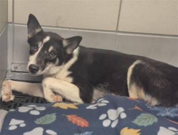 Husky and Mixed Breed Dogs Available for Adoption - KENSY | PetCurious