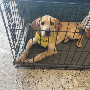 Honey -  Labrador Retriever Dog for Adoption in North Charleston, South Carolina - Honey | PetCurious
