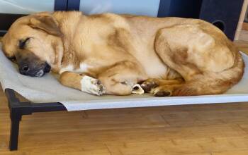 Anatolian Shepherd Dogs Available for Adoption in Rocky Point, North Carolina - Sampson | PetCurious