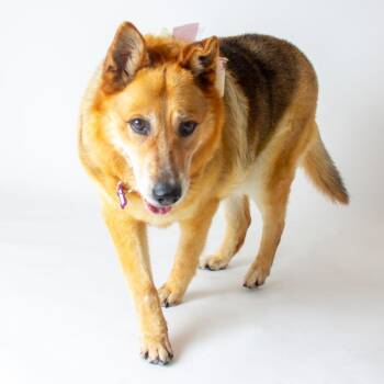 Lizzy 14068 -  Cattle Dog and German Shepherd Dog Dog for Adoption in San Francisco, California - Lizzy 14068 | PetCurious