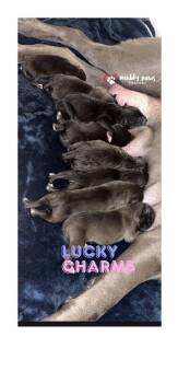 Cane Corso and Husky Dogs Available for Adoption - Lucky Charms Litter:  Clover | PetCurious