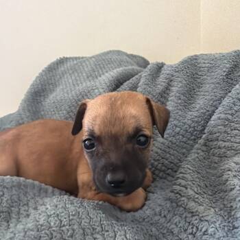 Clove -  Chihuahua and Mixed Breed Dog for Adoption in Goleta, California - Clove | PetCurious