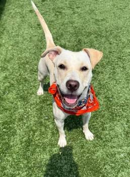 Piper -  Labrador Retriever Dog for Adoption in Long Beach, New York - Piper | PetCurious
