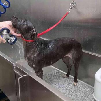 Ramona -  Mixed Breed Dog for Adoption in Gloucester, Virginia - Ramona | PetCurious