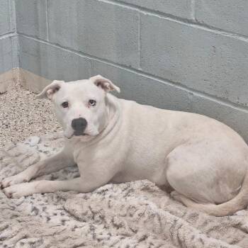 Corinne 7306 -  Mixed Breed Dog for Adoption in Loxahatchee Groves, Florida - Corinne 7306 | PetCurious