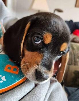 Beagle Dogs Available for Adoption - Rosie Mia - Adoption Pending | PetCurious