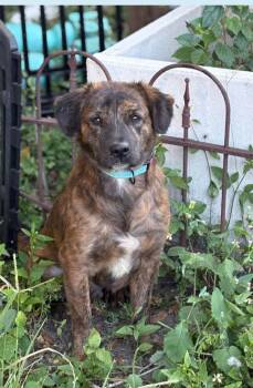Rescue Retriever and Plott Hound Dogs for Adoption in Orlando, Florida - Ember ( Orlando, FL) | PetCurious
