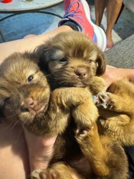 Latte -  Australian Shepherd Dog for Adoption in North Reading, Massachusetts - Latte | PetCurious