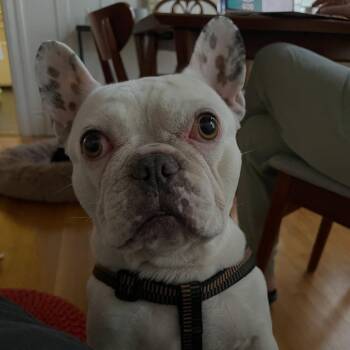 Biggie -  French Bulldog Dog for Adoption in San Mateo, California - Biggie | PetCurious