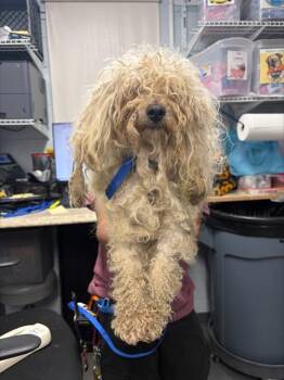 Poodle and Mixed Breed Dogs Available for Adoption - PACO | PetCurious
