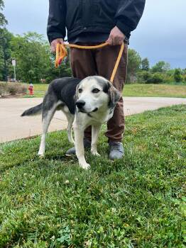 Labrador Retriever Dogs Available for Adoption in Maidens, Virginia - Maxo | PetCurious
