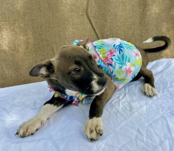 Rescue American Bulldog Dogs for Adoption in Margate, Florida - MARGARITA | PetCurious