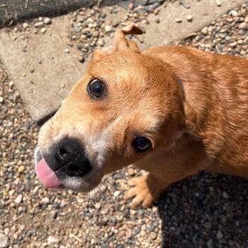 Disco -  Yellow Labrador Retriever and Mixed Breed Dog for Adoption in West Des Moines, Iowa - Disco | PetCurious