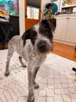 Phoebe -  Australian Cattle Dog Blue Heeler and Schnauzer Dog for Adoption in Baton Rouge, Louisiana - Phoebe | PetCurious