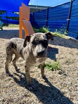 Rescue Pit Bull Terrier and Mixed Breed Dogs for Adoption in New Orleans, Louisiana - Jacques | PetCurious