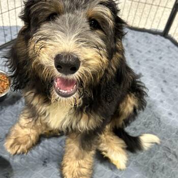 Teddy. Full size. -  Bernadoodle Dog for Adoption in Antwerp, Ohio - Teddy. Full Size. | PetCurious