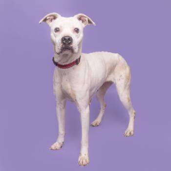 Rescue Mixed Breed Dogs for Adoption in Franklin, Tennessee - Mary Jane | PetCurious