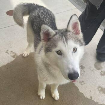 Husky Dogs Available for Adoption in Springdale, Arkansas - Bear | PetCurious