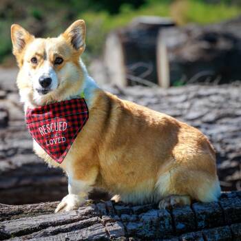 Darla -  Pembroke Welsh Corgi Dog for Adoption in Clarinda, Iowa - Darla | PetCurious