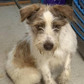 Terrier Dogs Available for Adoption in Washington, District Of Columbia - Hairy Pawter | PetCurious