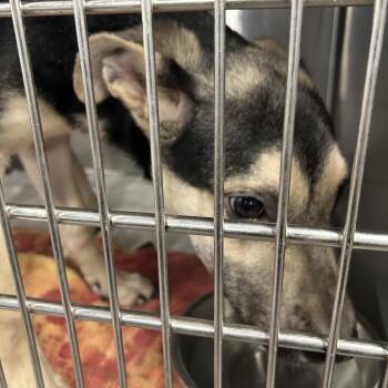 BILLY -  German Shepherd Dog Dog for Adoption in Greensboro, North Carolina - BILLY | PetCurious