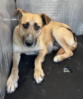 Black Mouth Cur Dogs Available for Adoption - A795044 | PetCurious