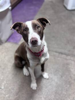 Pit Bull Terrier Dogs Available for Adoption in Grafton, West Virginia - Clover | PetCurious