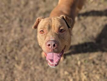 Rescue Mixed Breed Dogs for Adoption in Ocala, Florida - SANS | PetCurious