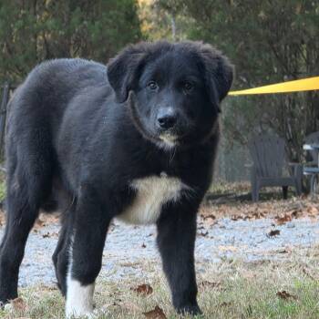Rescue Great Pyrenees Dogs for Adoption in Clanton, Alabama - Coral | PetCurious