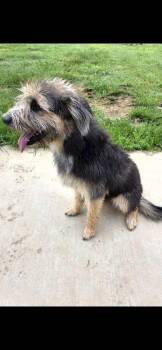 Pura -  Otterhound and Mixed Breed Dog for Adoption in Sevierville, Tennessee - Pura | PetCurious
