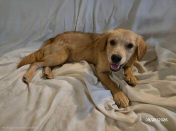 Leon -  Golden Retriever and Border Collie Dog for Adoption in Crocker, Missouri - Leon | PetCurious