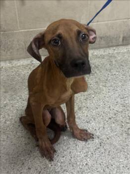 Rescue Pit Bull Terrier and Mixed Breed Dogs for Adoption in Conroe, Texas - A419816 | PetCurious