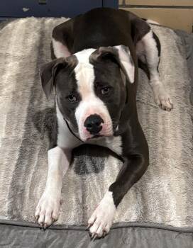 Ramble -  American Staffordshire Terrier Dog for Adoption in Claridge, Pennsylvania - Ramble | PetCurious