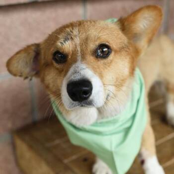 Cardigan Welsh Corgi Dogs Available for Adoption in San Antonio, Texas - OSCAR MEYER | PetCurious