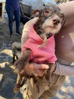 CLEO -  Chihuahua Dog for Adoption in Langley Township, British Columbia - CLEO | PetCurious