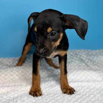 Porter -  Terrier and Mixed Breed Dog for Adoption in San Antonio, Texas - Porter | PetCurious