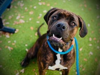 NANA -  Cane Corso Dog for Adoption in Orlando, Florida - NANA | PetCurious