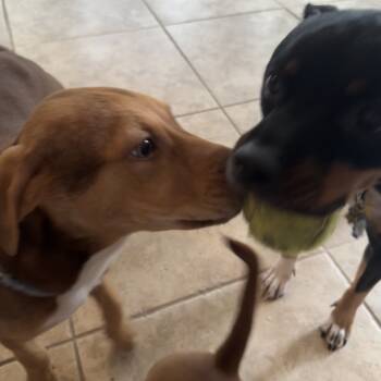 Rescue Vizsla and Weimaraner Dogs for Adoption - LOUIE | PetCurious