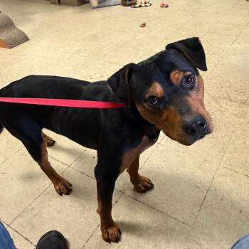 Scooter -  Terrier Dog for Adoption in Birmingham, Alabama - Scooter | PetCurious